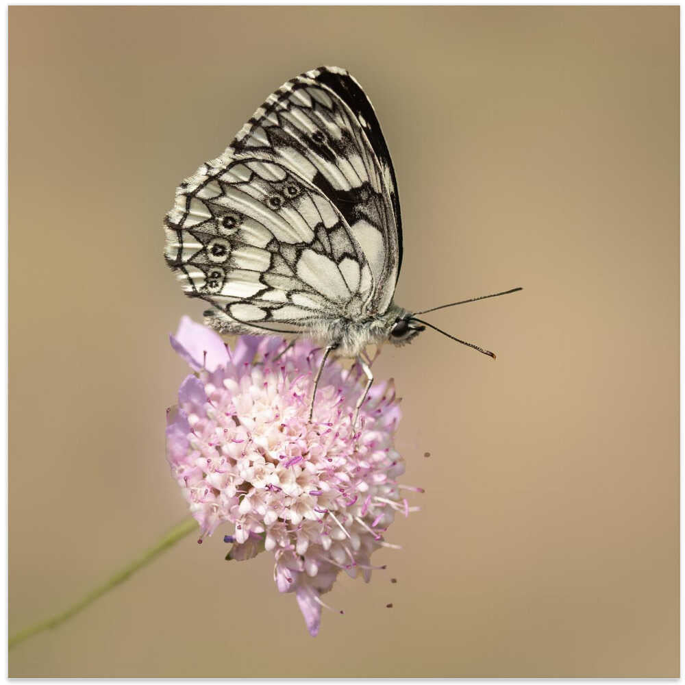 Beautiful butterfly.