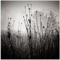 Meadow Plants 1