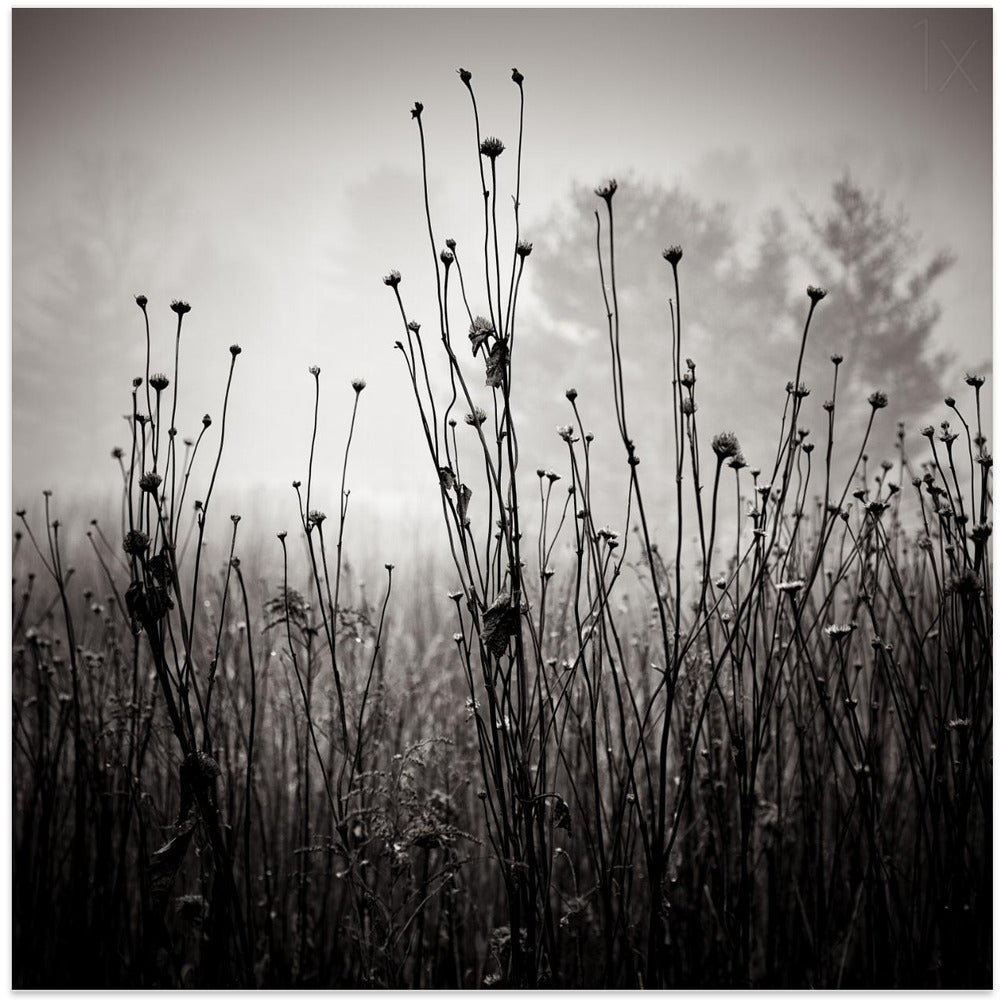 Meadow Plants 1
